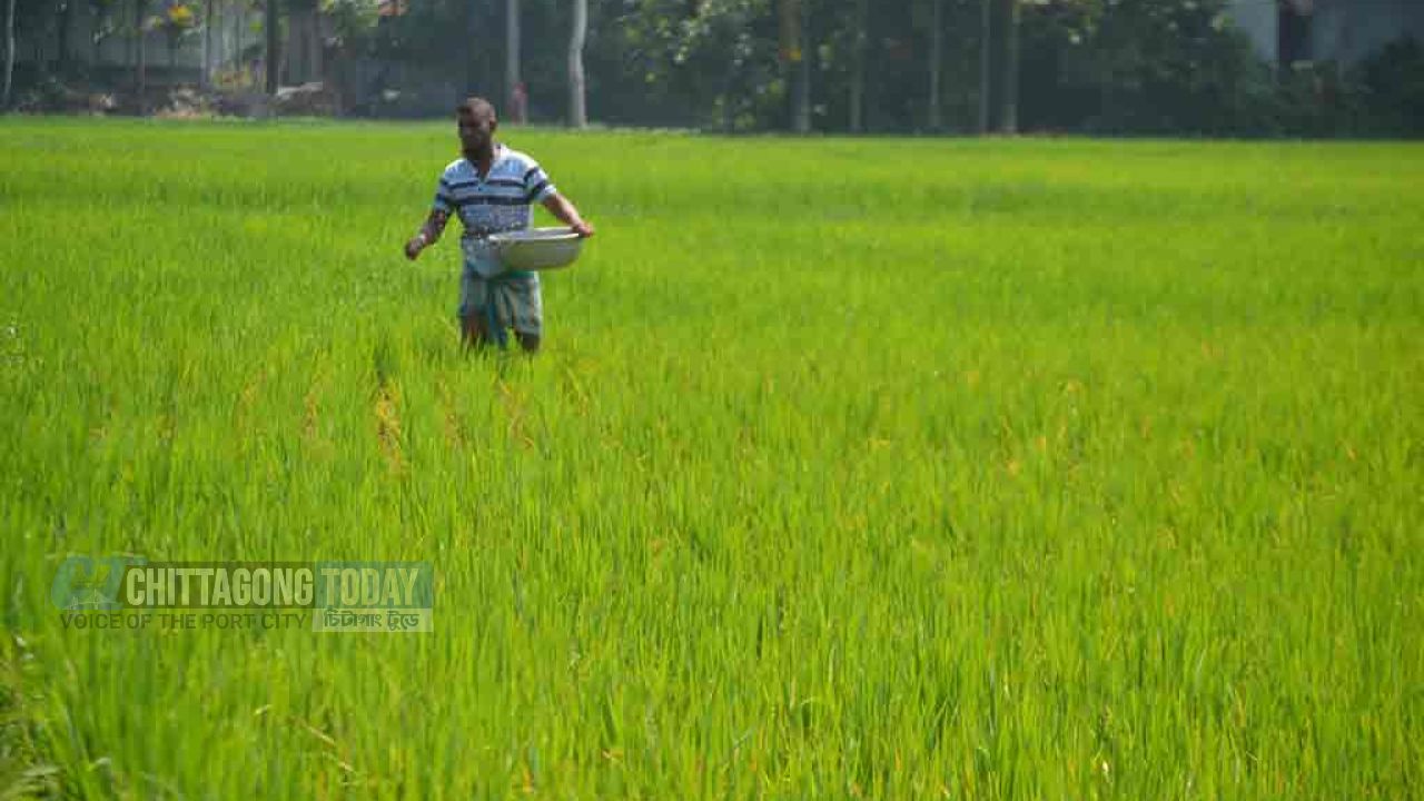 অতিরিক্ত ১ হাজার টন সার বরাদ্দ পেল কুড়িগ্রাম, বিগত ৫ বছরে সর্বোচ্চ